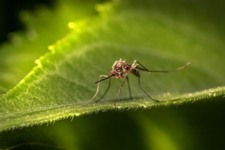 U Evropi se ubrzano širi denga virus uzrokovan klimatskim promenama