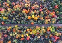 Radionica o ulozi sektora šumarstva Srbije na tržištu ugljenika 5. marta u Beogradu