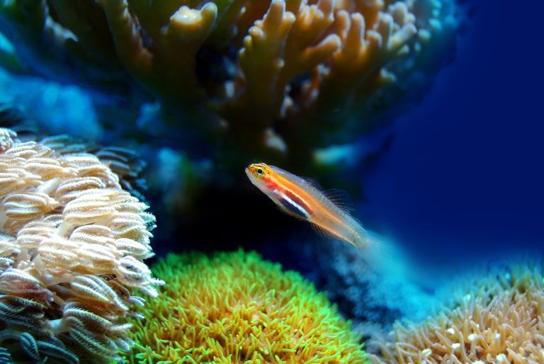 Za unapređenje očuvanja koralnih grebena dodatnih 25 miliona dolara