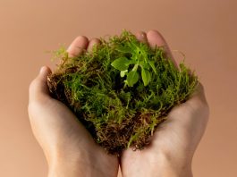 Za projekte zaštite životne sredine u 2026. opredeljeno 25,6 milijardi dinara