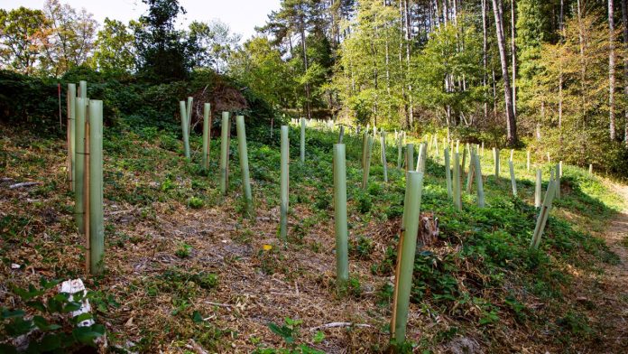 Tulijeve cevi 2 _ foto_ Bojan Džodan