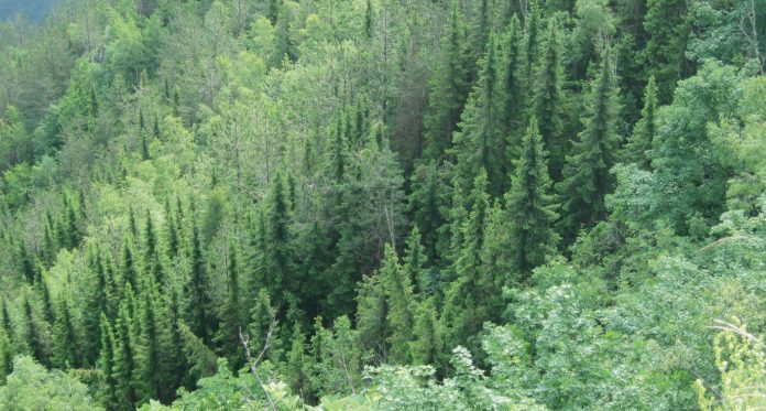 priroda , pančićeva omorika