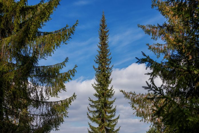 Klima 101 _ Pančićeva omorika _ foto Bojan Džodan