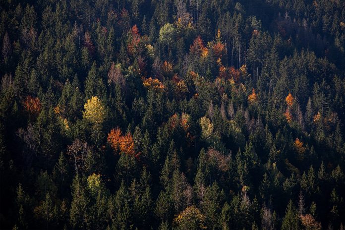 Klima 101 _ Šume na Tari _ foto Bojan Džodan
