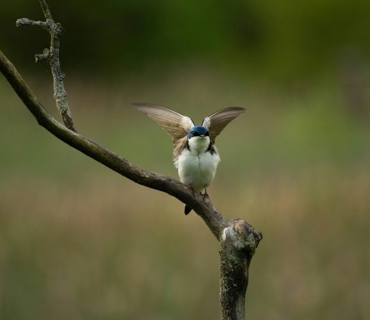 Vatrometi ugrožavaju ptice i životinje: DZPPS upozorava na ozbiljne posledice pirotehnike