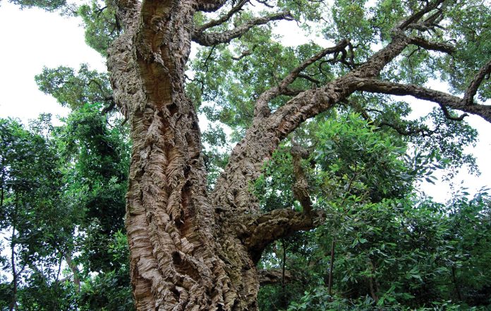 Image-by-Ben-Kerckx-from-Pixabay