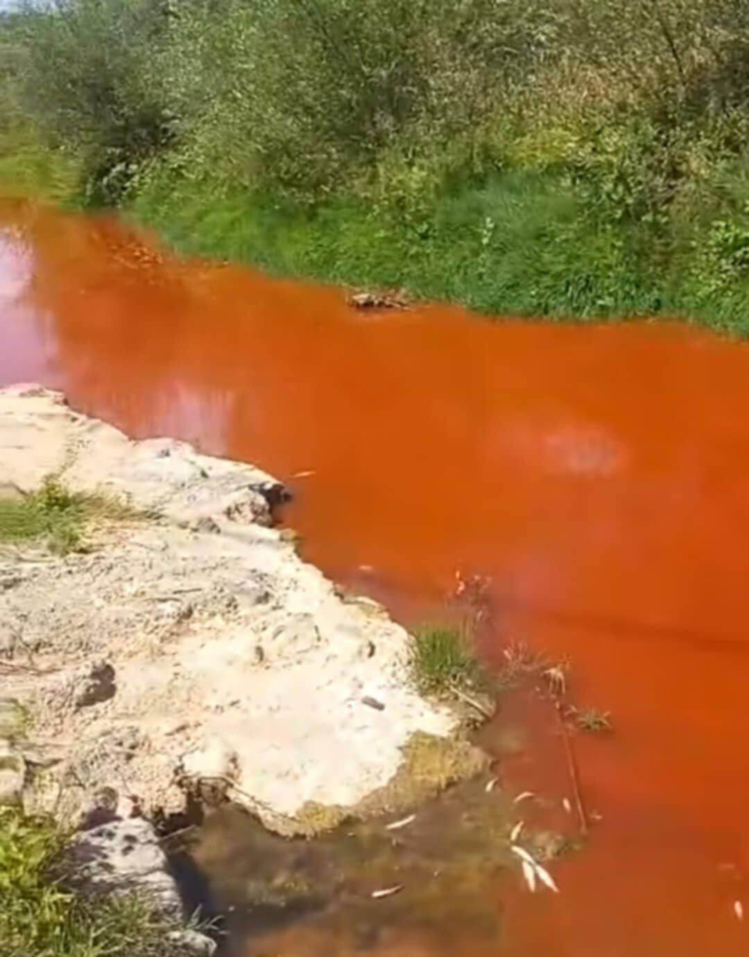 Zagađenje u Zvorniku: Pomor ribe, reka crvena, a suša pogoršava stanje ...