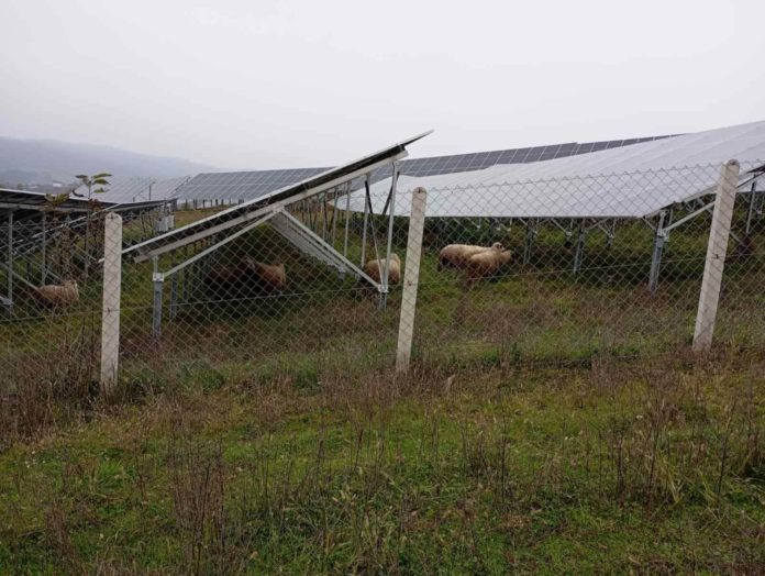 ovce solarna elektrana