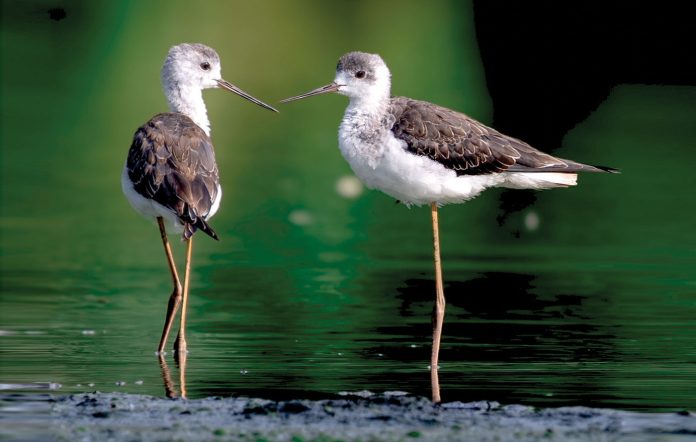 Foto-Nikola-Stevanović ptice