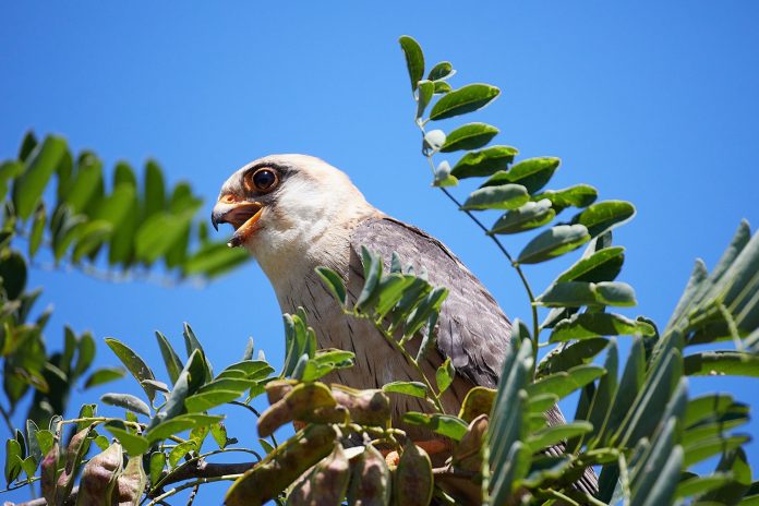thumbnail_Sive vetruške, foto Milivoj Vasiljević (2)