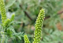 Projekat Ambro@KG, uz podršku dm-a, postavlja temelje održivog rešavanja problema ambrozije