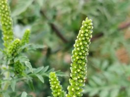 Projekat Ambro@KG, uz podršku dm-a, postavlja temelje održivog rešavanja problema ambrozije