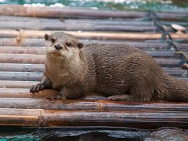 Prisustvo i brojnost vidre ukazuje na stanje čitavog ekosistema koji naseljava