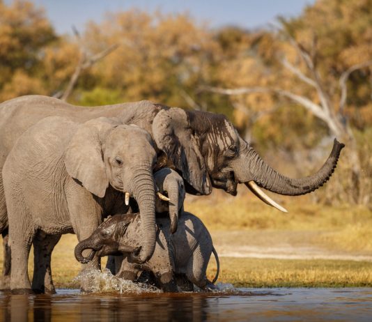 Kenija kroz inovativni model postaje primer dobrog očuvanja biodiverziteta