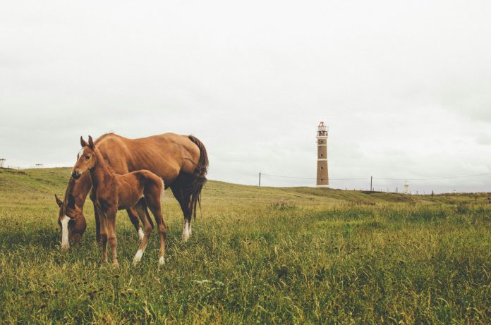 konji, Urugvaj